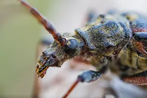 Bilder Datiert 3. Juni 2022: Oxymirus cursor