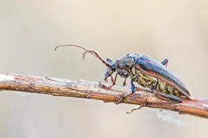 Juni Drucke: Oxymirus cursor