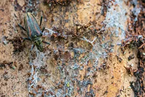 Juni Drucke: Oxymirus cursor
