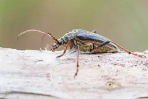 Bilder Datiert 3. Juni 2022: Oxymirus cursor