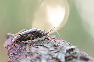 Bilder Datiert 3. Juni 2022: Oxymirus cursor