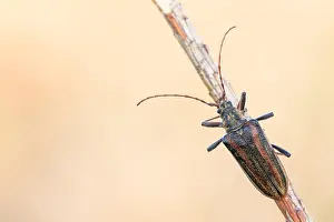 Juni Drucke: Oxymirus cursor