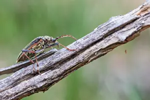 Juni Drucke: Oxymirus cursor