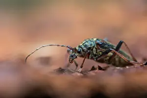 Juni Drucke: Oxymirus cursor