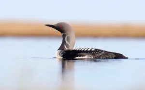 Pazifischer Taucher, Gavia pacifica