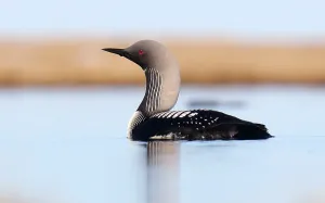 Pazifischer Taucher, Gavia pacifica
