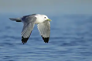 Pelagic Bird Photography Drucke: Pacific Black-legged Kittiwake, Rissa tridactyla pollicaris