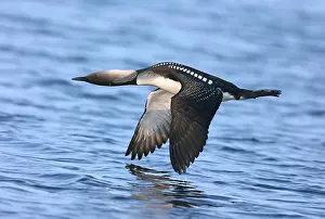 Alaskan Wildlife Photography Drucke: Pacific Loon Gavia pacifica