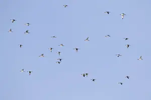 Wildlife Photography Stock Drucke: Pacific Loon, Gavia pacifica