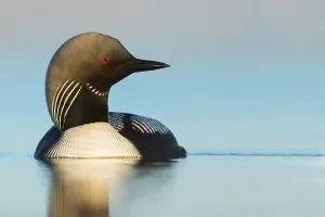 American Wildlife Animals Drucke: Pacific Loon, Gavia pacifica
