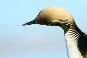 Alaska Nature Photography Drucke: Pacific Loon, Gavia pacifica