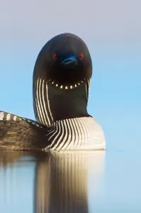 Alaska Wildlife Photos Drucke: Pacific Loon, Gavia pacifica