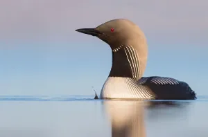 North America Waterfowl Drucke: Pacific Loon, Gavia pacifica