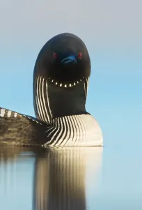 North America Waterfowl Drucke: Pacific Loon, Gavia pacifica