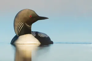 North America Waterfowl Drucke: Pacific Loon, Gavia pacifica