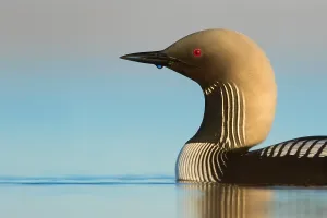Alaska Wildlife Photos Drucke: Pacific Loon, Gavia pacifica