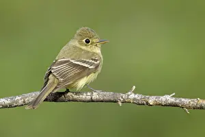 Bilder Datiert 11. April 2017: Pacific-slope-Flycatcher, Empidonax difficilis