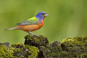 Passerine Bird Species Pictures Drucke: Painted Bunting, Passerina ciris