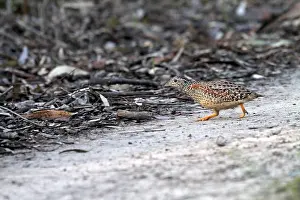 Wild Animal Photography Australia Drucke: Painted buttonquail, Turnix varius