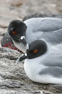 Pacific Ocean Animals Drucke: A pair of swallow-tailed gulls