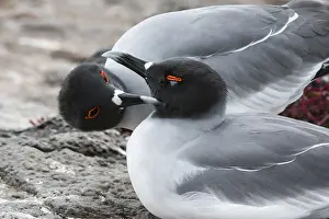 Galapagos National Park Animals Drucke: A pair of swallow-tailed gulls