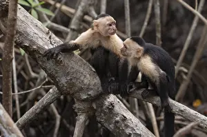 Central America Animals Drucke: A pair of white-faced capuchin monkeys