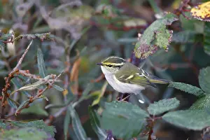 Autumn Bird Migration Drucke: Pallas's Leaf Warbler; Phylloscopus proregulus;