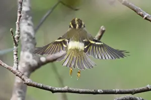 Texel Wildlife Photography Drucke: Pallas's Leaf Warbler, Phylloscopus proregulus