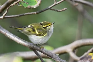 Texel Netherlands Wildlife Drucke: Pallas's Leaf Warbler, Phylloscopus proregulus