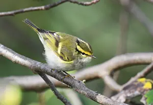 Texel Netherlands Wildlife Drucke: Pallas's Leaf Warbler, Phylloscopus proregulus