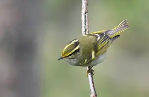 Texel Netherlands Wildlife Drucke: Pallas's Leaf Warbler, Phylloscopus proregulus