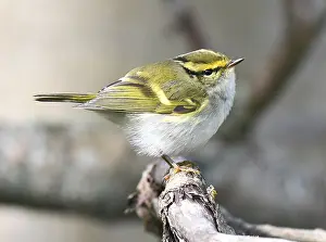 Texel Netherlands Wildlife Drucke: Pallas's Leaf Warbler, Phylloscopus proregulus