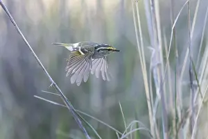 Bilder Datiert 30. Mai 2014: Pallas-Lebensbaumwürger, Phylloscopus proregulus
