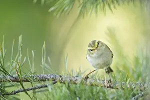 Asian Wildlife Photos Drucke: Pallas's Leaf-warbler, Phylloscopus proregulus