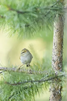 Pallas-Lebensbaumwürger, Phylloscopus proregulus