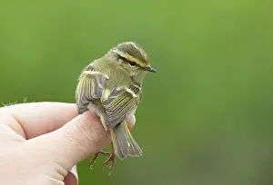 Leaf Warbler Species Drucke: Pallas's leaf warbler (Phylloscopus proregulus)