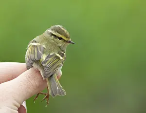 Leaf Warbler Species Drucke: Pallas's leaf warbler (Phylloscopus proregulus)