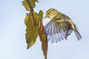 Pallas-Lebensbaumwürger, Phylloscopus proregulus