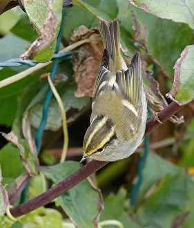European Wildlife Nature Reserves Drucke: Pallas's Warbler, Phylloscopus proregulus