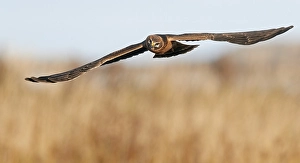 Wildlife Raptor Photos Drucke: Palllid Harrier, Circus macrorus