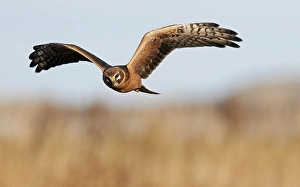Wildlife Raptor Photos Drucke: Palllid Harrier, Circus macrorus