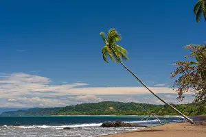Osa Peninsula Landscape Drucke: A palm tree leaning out over a sandy beach