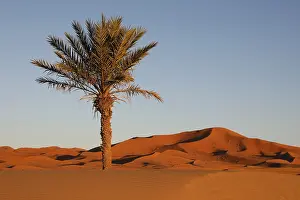 Morocco Landscape Photography Drucke: Palm tree in Morocco
