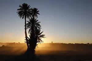 Sahara Desert Palm Trees Drucke: Palm tree in Morocco