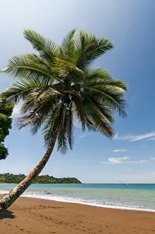Costa Rica Beach Scenery Drucke: A palm tree on a pristine tropical beach