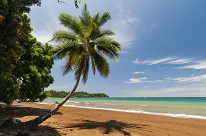 Pacific Ocean Landscape Photography Drucke: A palm tree and its shadow on a pristine sandy beach