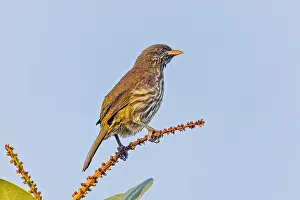 Palmchat, Dulus dominicus