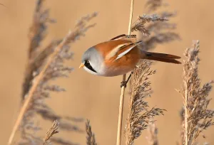 Panurus Biarmicus Drucke: Panurus biarmicus
