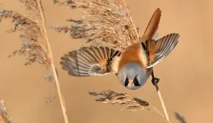 Panurus Biarmicus Drucke: Panurus biarmicus