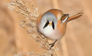 Panurus Biarmicus Drucke: Panurus biarmicus